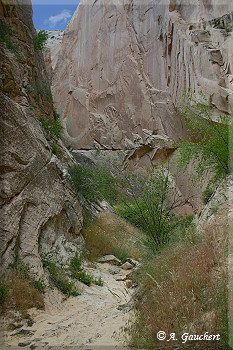 Vegetation im Canyon